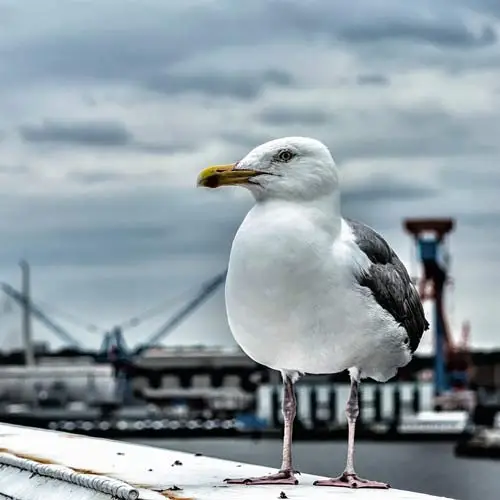 MCN - der Interessensvaenrband für die maritime Wirtschaft