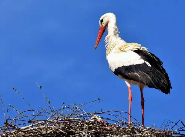 NABU - Storch auf Nest